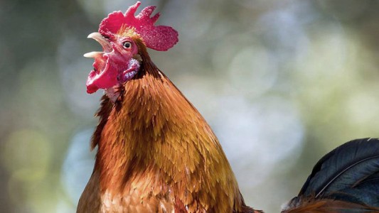 Murió el gallo del hombre multado en Coronel Pringles por ruidos molestos