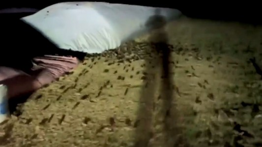 Terror por una plaga de ratas que acata durante la noche