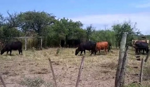 Les robaron 63 terneros: "Deben estar en Brasil ya"