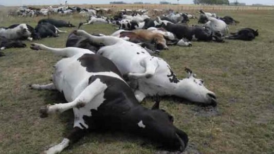 Tres cuartas partes de las enfermedades infecciosas emergentes se originan en animales, aseguró OMS