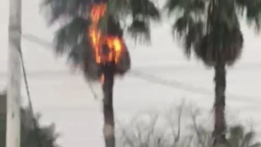 Un rayo incendia una palmera en medio de la tormenta