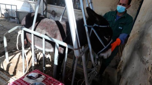 El suero de plasma de burros, la apuesta de Bolivia contra el Covid