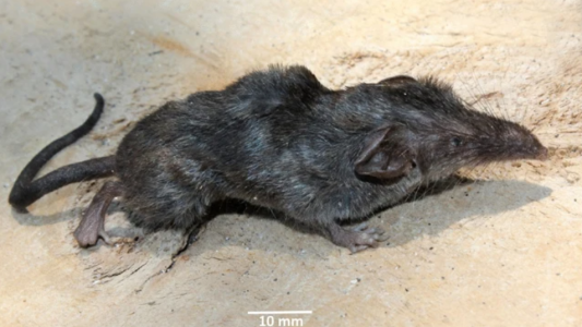 Increíble hallazgo: descubrieron una nueva especie de musaraña en la India