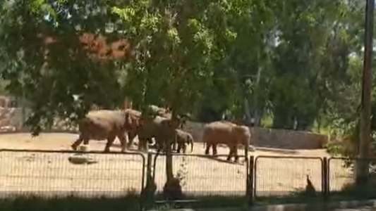 Israel: elefantes forman un escudo alrededor de una cría y la protegen durante un bombardeo