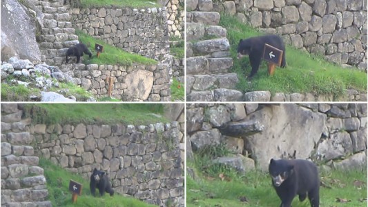 A falta de turistas, una pareja de osos disfrutó de las ruinas del Machu Picchu