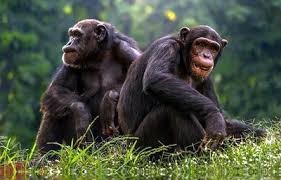 Los chimpancés estrechan sus manos según sea su grupo social, según estudio