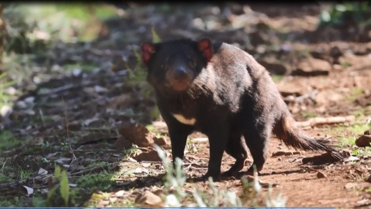 Nacen demonios de Tasmania tras 3 mil años de su desaparición