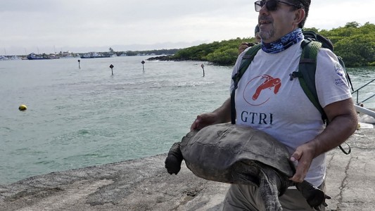 Confirman la aparición de una tortuga que se creía extinta hace 100 años
