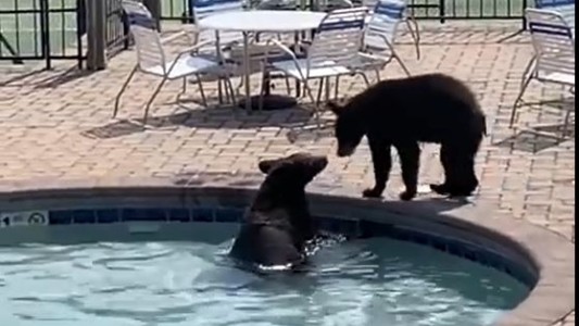 Furor por una familia de osos que se coló en un complejo turístico