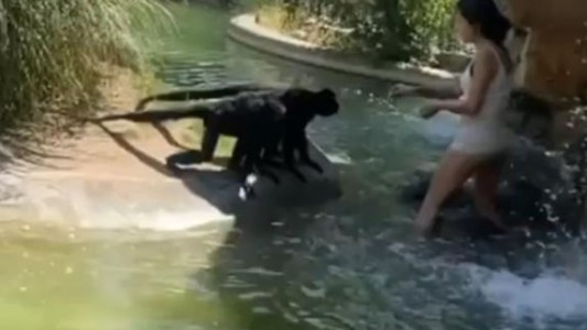 Una mujer entra al recinto de los monos en el zoo y termina presa