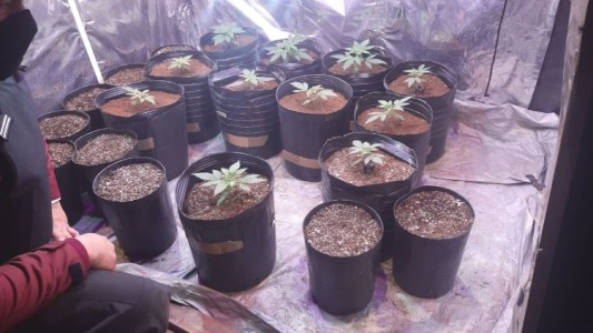 Desbaratan fiesta clandestina en Colegiales: había hasta plantas de marihuana