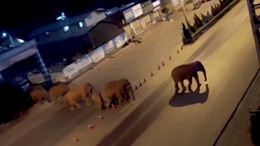 El misterio de los 15 elefantes que deambulan por una ciudad a 500 km de su casa