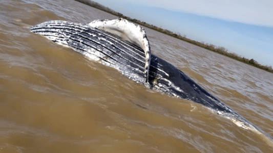 Hallaron una ballena jorobada muerta en el Río de la Plata, en la zona costera de Ensenada