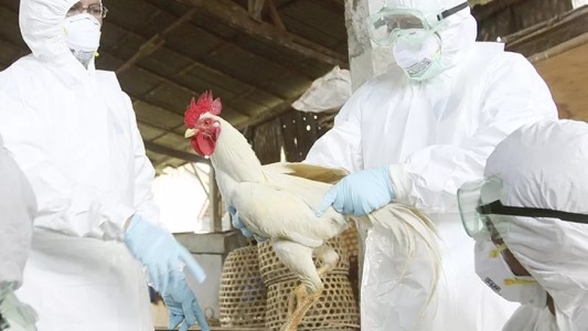 China: confirman el primer contagio humano de cepa H10N3 de gripe aviar