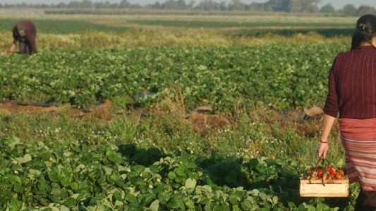 Tres mujeres la atacaron con perros, la golpearon y le dieron orín de beber: el calvario de una agricultora en Salta