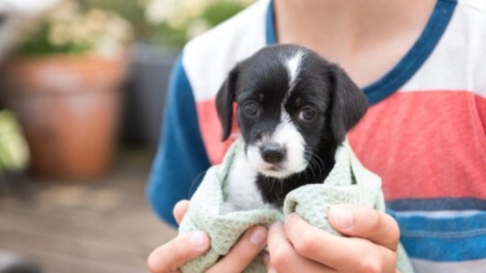 Adopciones de perros aumentaron 200% durante la pandemia