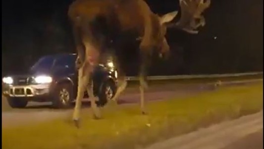 Conductor sorprendido por un alce gigante