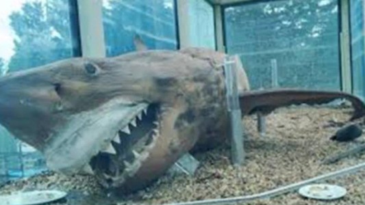 Hallaron un tiburón en un parque acuático abandonado