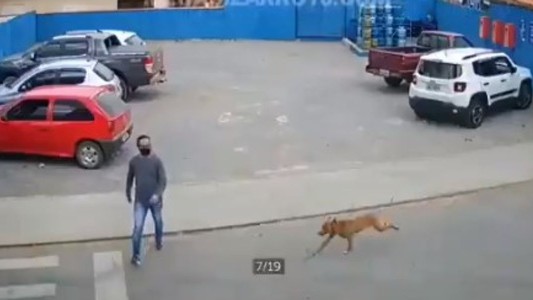 El video viral del perro que "atropella" a un hombre que cruzaba la calle