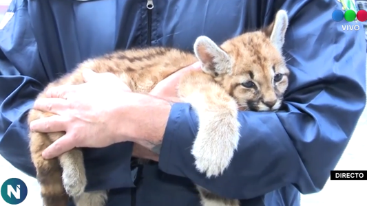 VIDEO: la tierna imagen del cachorro de puma trasladado a rehabilitación