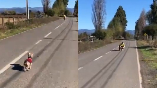 Video: el emotivo reencuentro de un perrito con "su abuela", a quien no veía desde el inicio de la pandemia