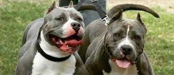 Los dueños de perros de 17 razas consideradas peligrosas deberán inscribirlos en un nuevo registro porteño