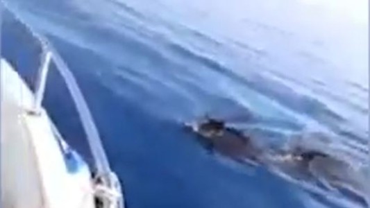 Insólito: un pescador encuentra a dos jabalíes nadando en mar abierto