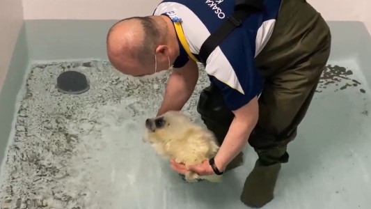 El emotivo momento en que una cría de foca nada por primera vez