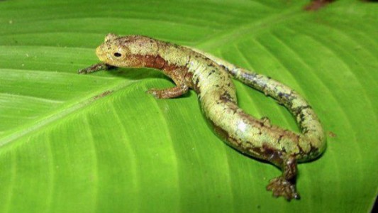 Recrean mecanismo de regeneración de médula espinal de la salamandra para aplicar en humanos