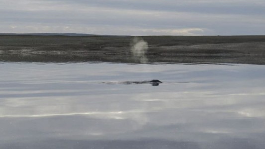 Trabajan para liberar a una ballena que quedó varada en cercanías a la ciudad de San Antonio Oeste