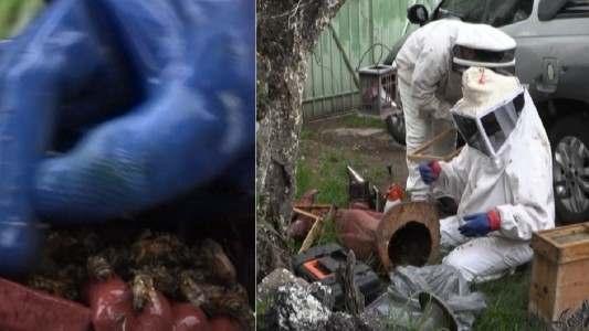 "No se matan": la labor de los rescatistas de abejas