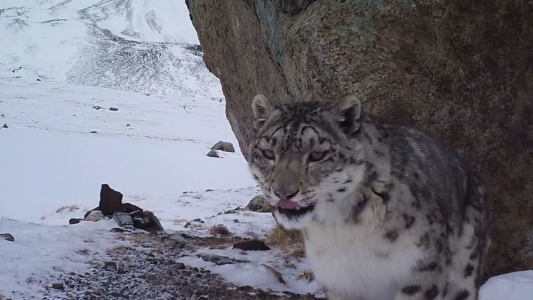 Un leopardo intentó comerse una cámara y el momento quedó registrado