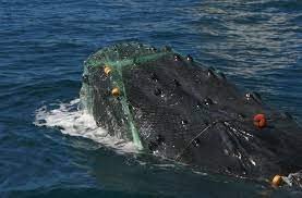Aumenta el número de ballenas "enmalladas" con redes y sogas por la actividad pesquera