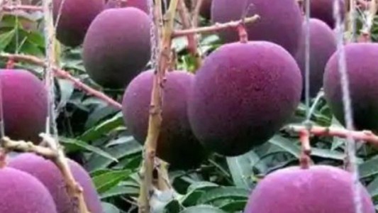 Plantaron por error el mango más caro del mundo: ahora tienen el campo custodiado por guardias y perros