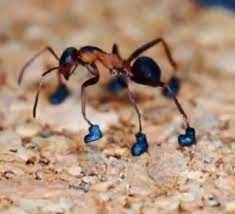 El extraño tiktoker que armó botas en miniatura para una hormiga