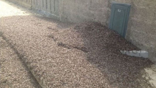 Un enjambre de moscas muertas detiene el tránsito en un puente