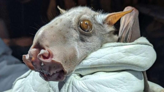 El extraño murciélago que es cazado por su aspecto, pero es vital para la ciencia