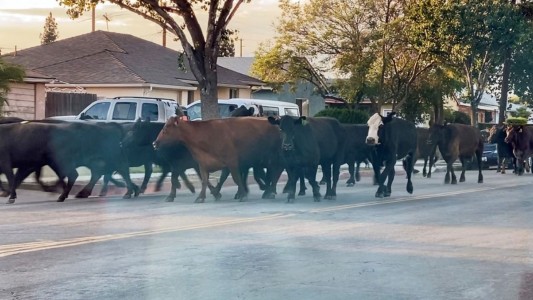 Así se escaparon unas 40 vacas de un matadero
