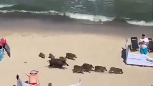 Un grupo de jabalíes invaden una playa y se pasean entre los turistas
