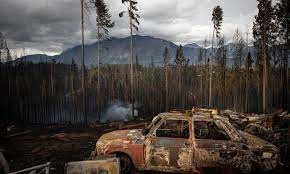 Primeros avances en un plan para reforestar la Comarca Andina