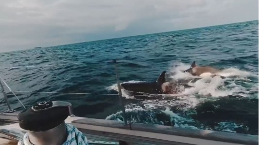 Pánico por un grupo de orcas que atacan un velero durante dos horas