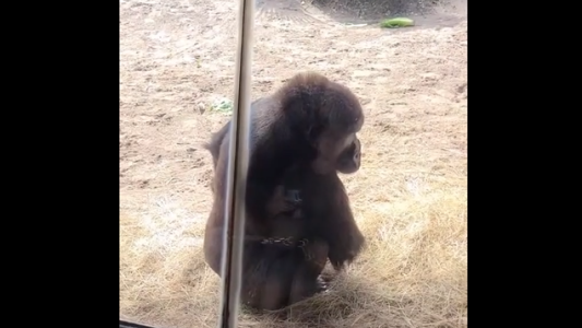 Pelea épica: la inesperada reacción de unos Gorilas cuando se encuentran con una serpiente