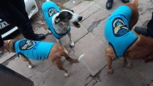 Policías abrigaron a perros de la calle con "uniformes" del Comando de Seguridad