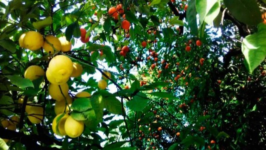 Inauguran el primer monte frutal en la Ciudad