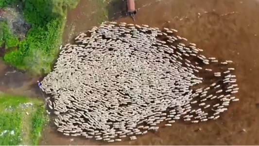 El increíble éxodo de un rebaño de ovejas registrado desde un drone