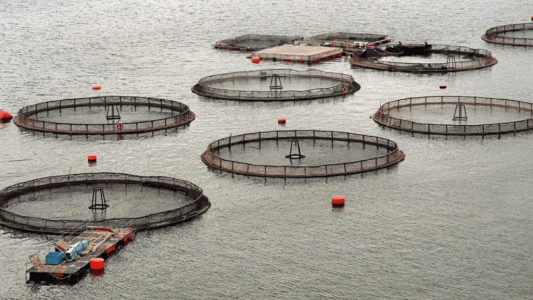 Tierra del Fuego, el primer lugar del mundo en prohibir la cría de salmones