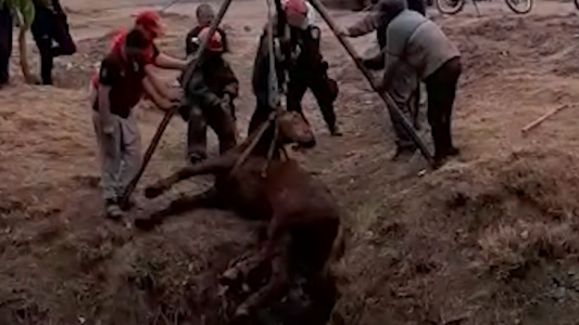 Video: Rescataron a un caballo que se encontraba en un  canal