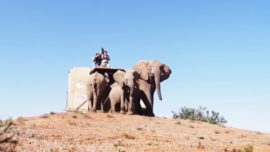 "Sin precedentes": envían una manada de elefantes en avión desde Inglaterra a Kenia