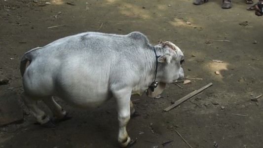 Video: furor turístico en Bangladesh por una vaca enana