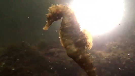 Encuentran caballitos de mar en peligro de extinción en una laguna contaminada